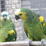 Some of our Birds 2011