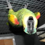 Some of our Birds 2011