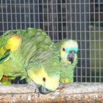 Some of our Birds 2011
