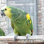 Some of our Birds 2011